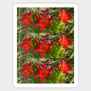 Bold Lillies Sticker